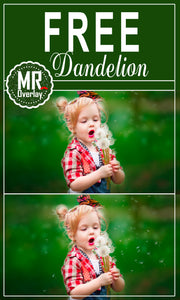 FREE dandelion flower Photo Overlays, Photoshop overlay